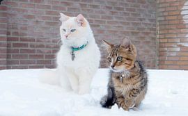 cats by Ivana Luijten