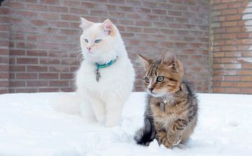 katten van Ivana Luijten