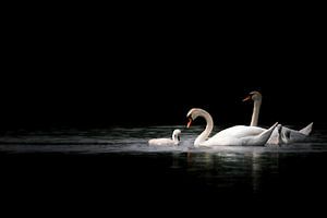 Un cygne et son bébé sur fond noir