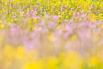 Zee van paarse en gele bloeiende bloemen in heemtuin  van Caroline Piek