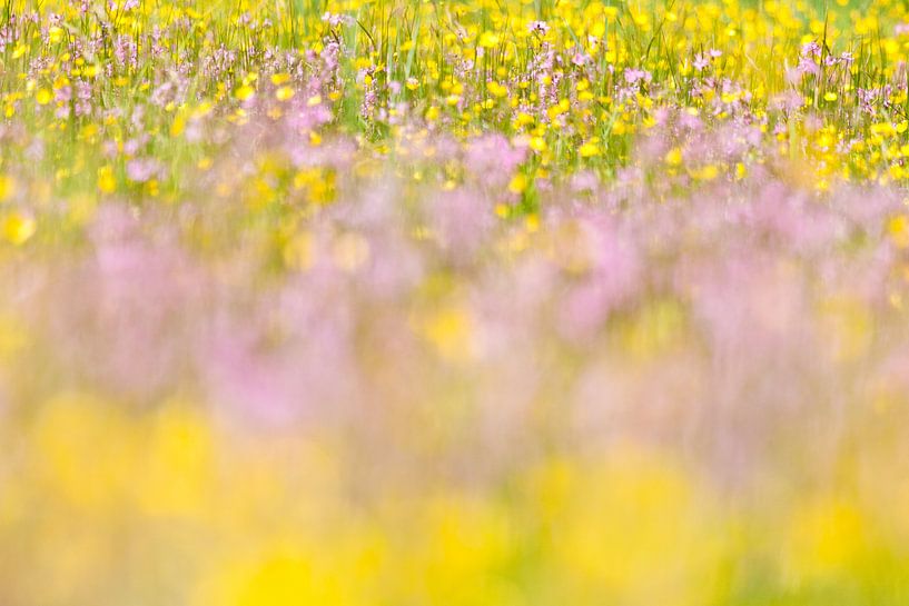 Zee van paarse en gele bloeiende bloemen in heemtuin  von Caroline Piek