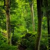 De groene weelderige bossen in het Müllerthal, Luxemburg van Bas Meelker