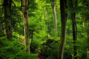 Die grünen, üppigen Wälder in Müllerthal, Luxemburg