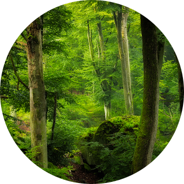 De groene weelderige bossen in het Müllerthal, Luxemburg van Bas Meelker