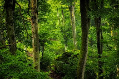 De groene weelderige bossen in het Müllerthal, Luxemburg