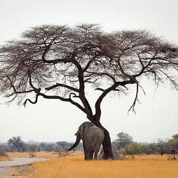 Botswana