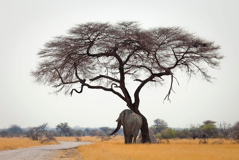 Olifant heeft jeuk van Remco Siero
