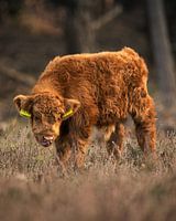 Schottisches Highlander-Kalb: Natur in ihrer sanftesten Form