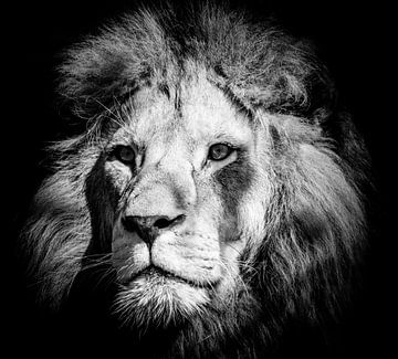 Portrait of a male lion in black white by ManfredFotos