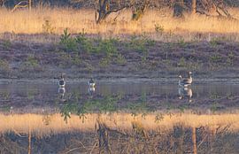 Vögel bei Sonnenaufgang Dwingelderveld - Drenthe (Niederlande) von Marcel Kerdijk