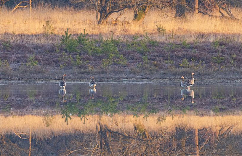 Birds during sunrise Dwingelderveld - Drenthe (Netherlands) by Marcel Kerdijk