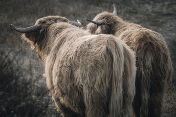 Schotse hooglanders in natuurgebied van Dirk van Egmond