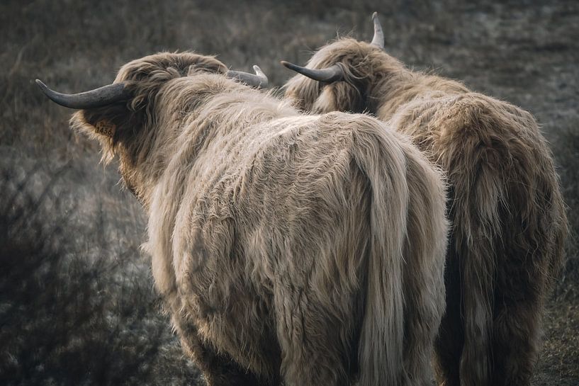 Scottish highlanders in nature reserve by Dirk van Egmond