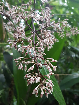 Bloemen in de regen