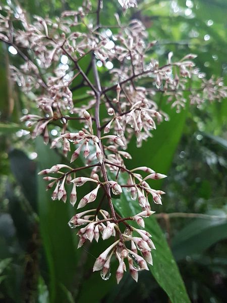 Bloemen in de regen by Joelle van Buren