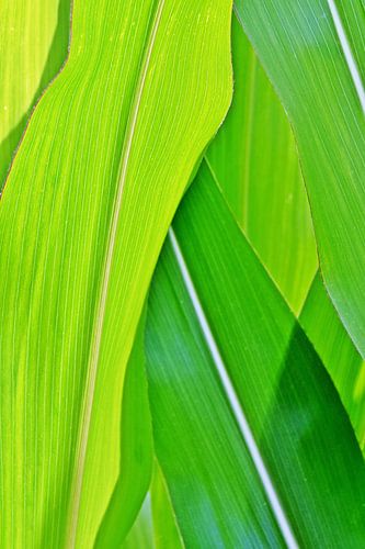 frische grüne Maisblätter