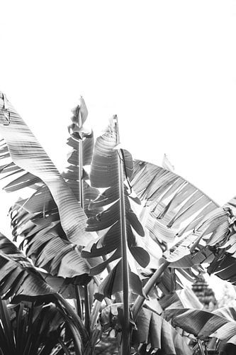 Black and white banana plant