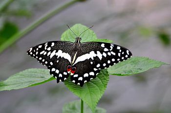 Common lime butterfly
