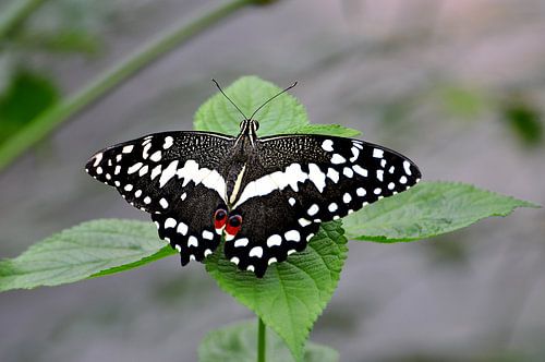 Common lime butterfly