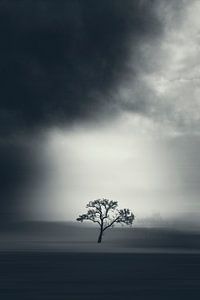 Alter Apfelbaum auf Feld - Abstrakte Schwarz-weiss Fotografie