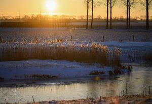 gouden riet van Tania Perneel