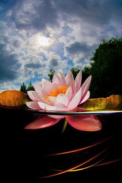 Waterlily by Filip Staes