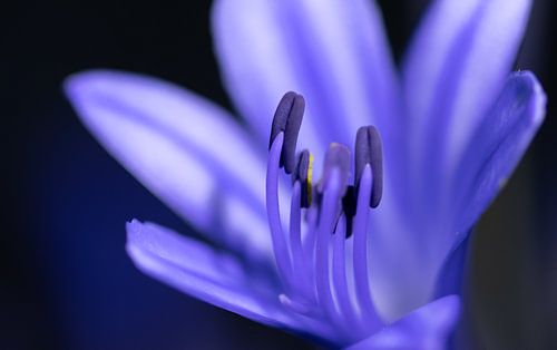 Bloem van de wondermooie blauwe Agapathus.