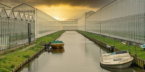Lueur dorée du soleil couchant sur un complexe horticole avec un fossé