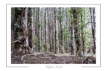 Te Anau New Zealand Kepler trail by Richard Wareham