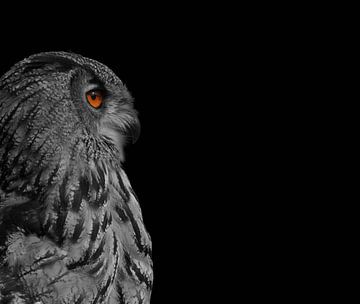 Owl - European eagle owl by Danielle Kool | my KOOL moments