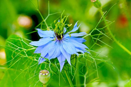 Blauw juffertje in het groen