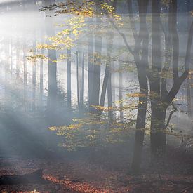 Sonne und Nebel im Speulder Wald von Bert van Wijk