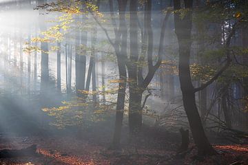 Sun and fog in the Speulder forest by Bert van Wijk