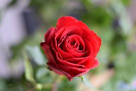 Rode roos van Moh-Art