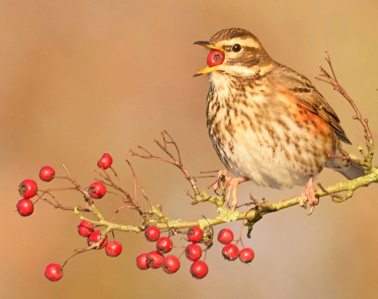 Copperwing par Erik Lindhout