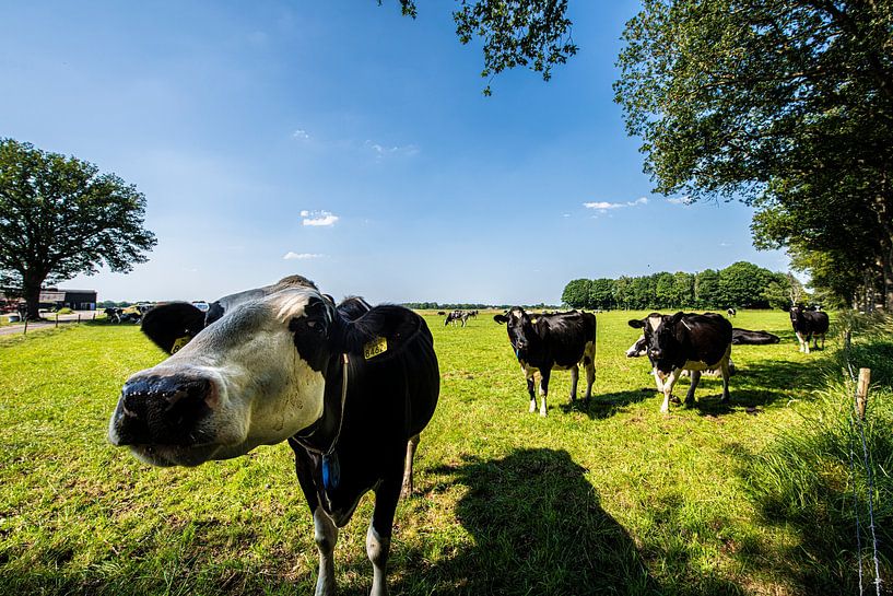 Neugierige Kuh in der niederländischen Landschaft von Brian Morgan