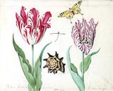 Twee tulpen met schelp, waterjuffer en vlinder, Jacob Marrel - 1639 van Het Archief thumbnail