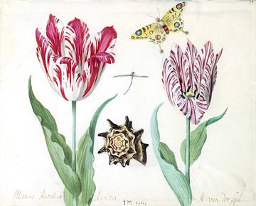 Zwei Tulpen mit Muschel, Libelle und Schmetterling, Jacob Marrel