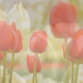 Art des tulipes rouges et blanches sur Andy Luberti