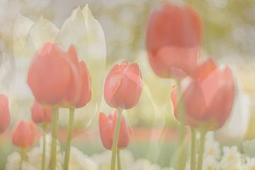 Red and white tulips art