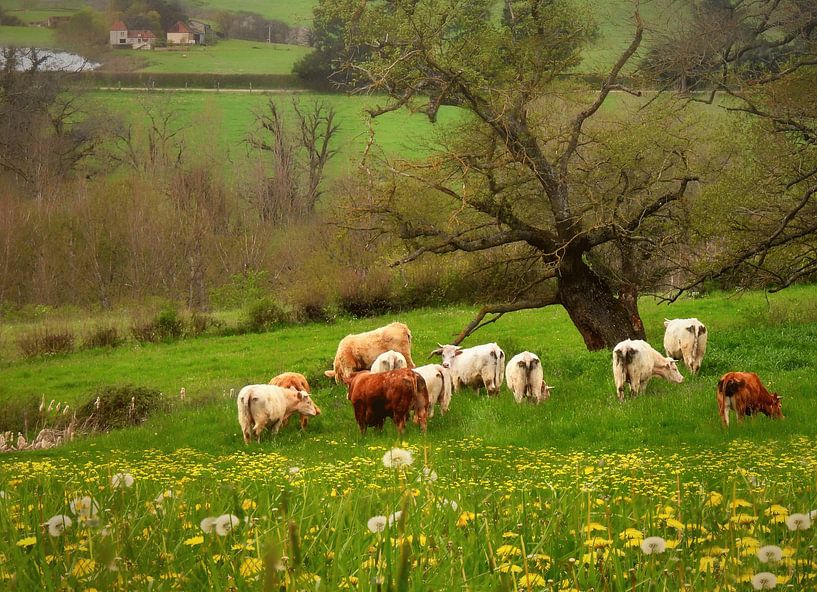 The countryside of Cérilly by Maickel Dedeken