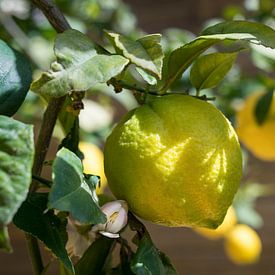 Ripening lemon, bud and lemon blossom in spring by Adriana Mueller