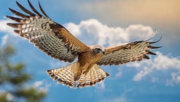 Autour des palombes dans le ciel sur Patrick Dumee