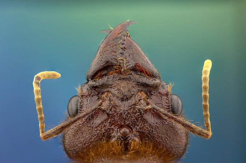 Bladsnijmier (Atta Cephalotes) par Harm Rhebergen