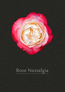 Rose Nostalgie