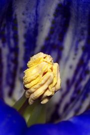 In the Heart of the Gentian by Marlies Prieckaerts