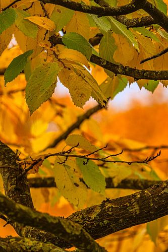 Intensité de fin d'automne