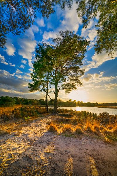 Boom aan Putsemoer. van Ivo Schut Fotografie