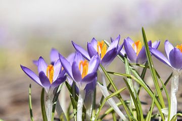 The first crocuses in the garden by Claude Laprise