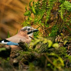 The curious jay. by lukas van hulle